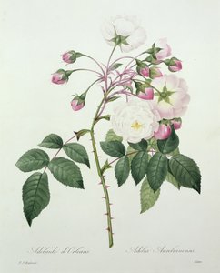 Adelia aurelianensis, graviert von Victor, aus 